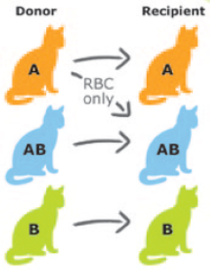 Alvedia Easy Quick Test Feline Blood Type A + B